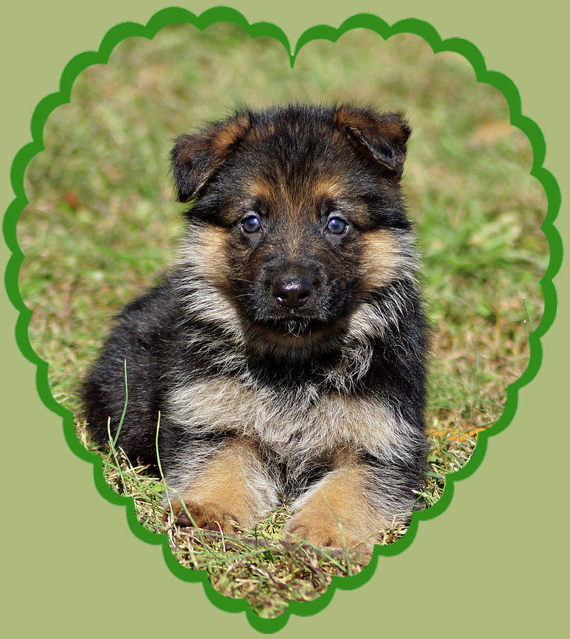 German Shepherd Photograph - Puppy in Heart by Sandy Keeton