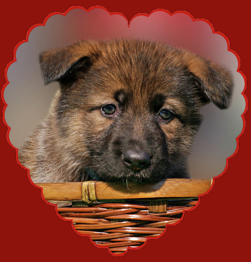 Puppy in Red Heart Photograph by Sandy Keeton