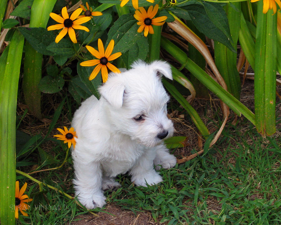 Puppy in the Garden Photograph by Susan Vineyard
