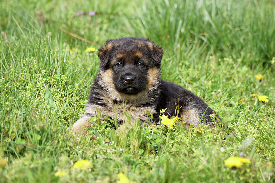 Puppy in the Grass Photograph by Sandy Keeton