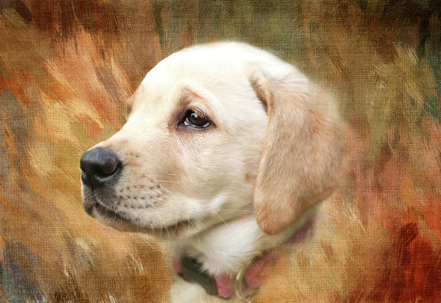 Puppy in the Grass Digital Art by Terry Davis