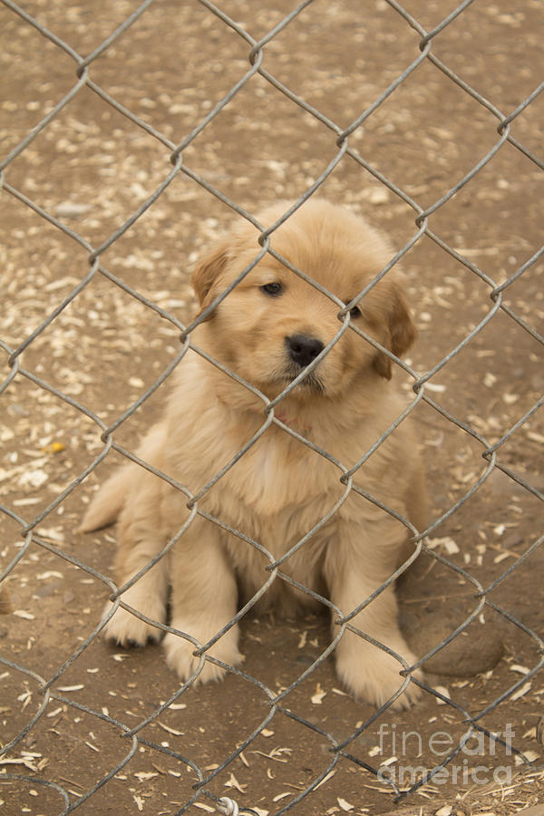 Puppy Jail Photograph by Debbie Gentle