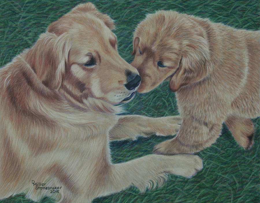 Golden Retriever Drawing - Puppy Kisses by Debbie Stonebraker