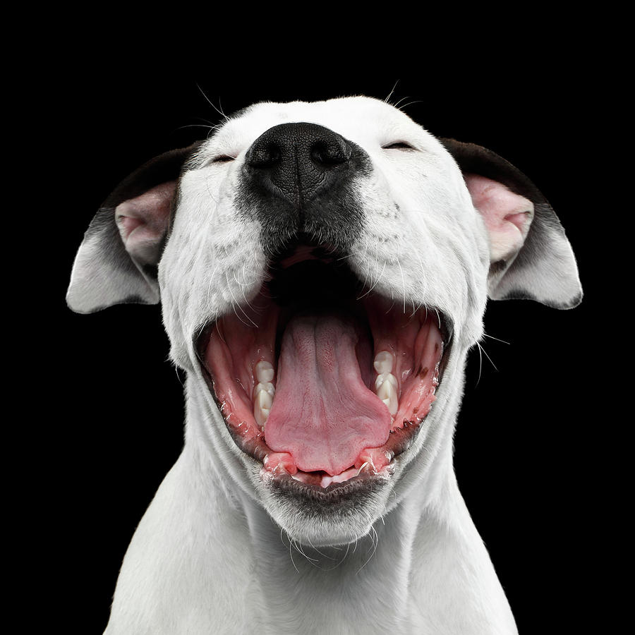 Dog Photograph - Puppy laughs by Sergey Taran