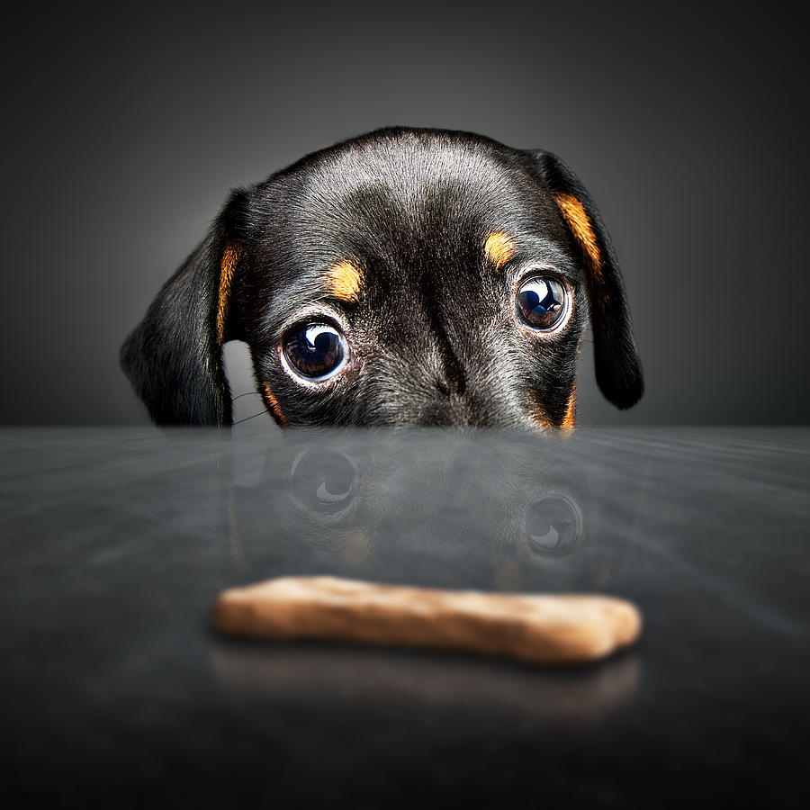 Dachshund Photograph - Puppy longing for a treat by Johan Swanepoel