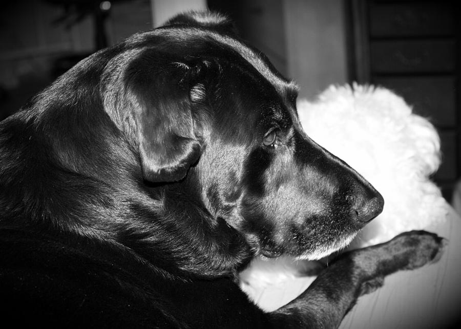 Black And White Photograph - Puppy love by Cheri Abarca
