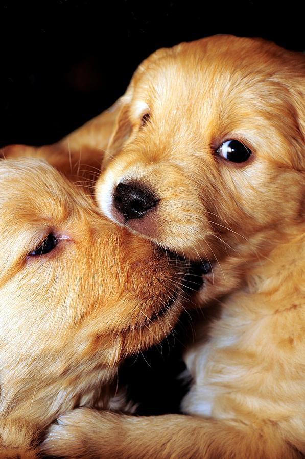 Puppy Love Photograph by Laura Mountainspring