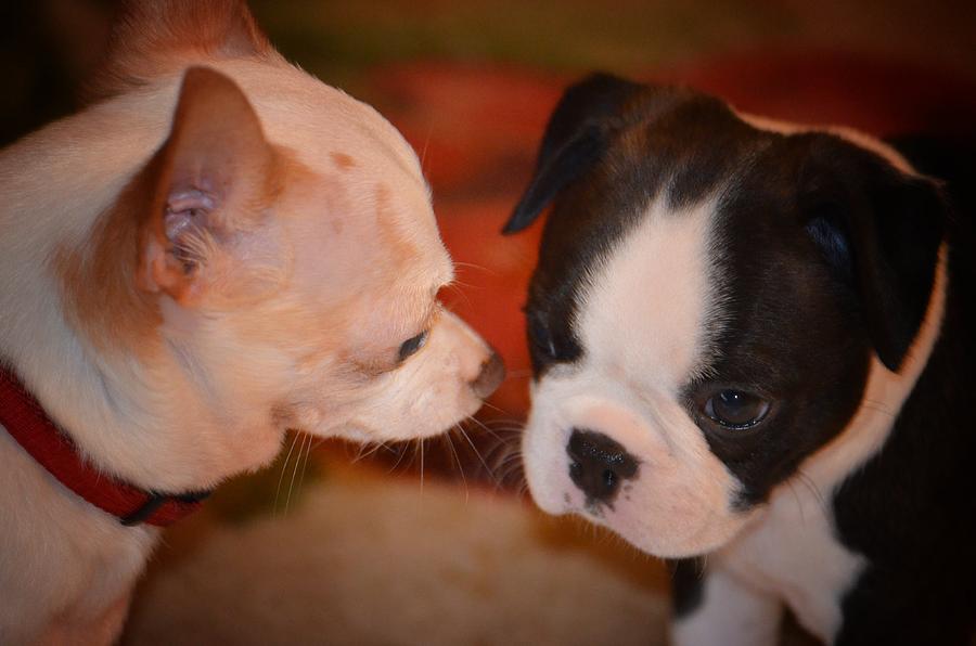 Puppy Love Photograph by Maria Urso