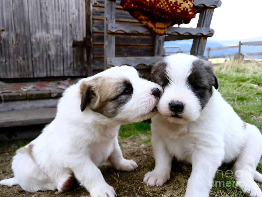 Puppies Photograph - Puppy Love by Mioara Andritoiu