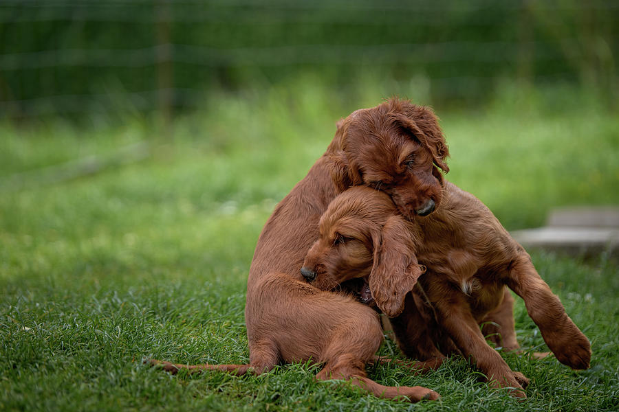 Puppy Love by Robert Krajnc Puppy Love by Robert Krajnc