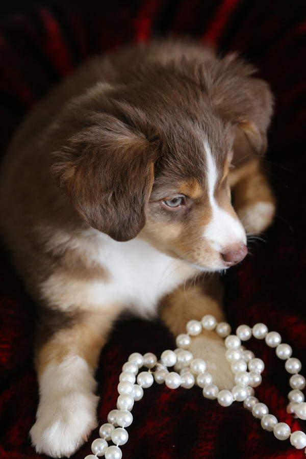 Puppy loves Pearls Photograph by Tammy Pool