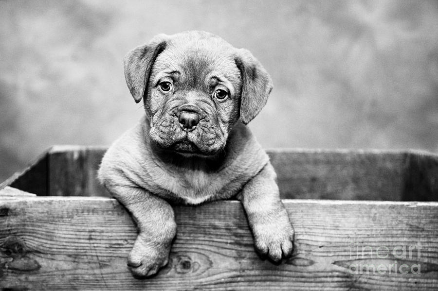 Puppy - Monochrome 3 by Jesse Watrous Puppy - Monochrome 3 by Jesse Watrous