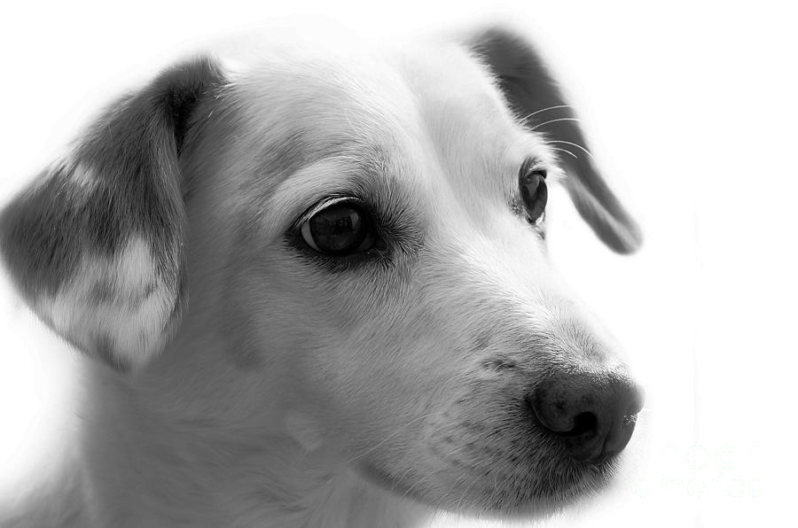 Puppy - Monochrome 4 by Jesse Watrous Puppy - Monochrome 4 by Jesse Watrous