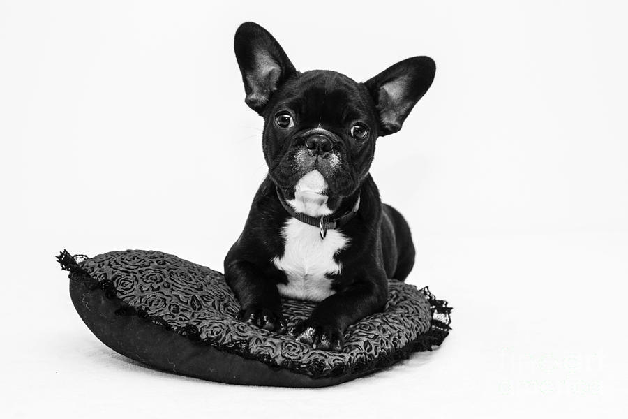 Puppy - Monochrome 5 by Jesse Watrous Puppy - Monochrome 5 by Jesse Watrous