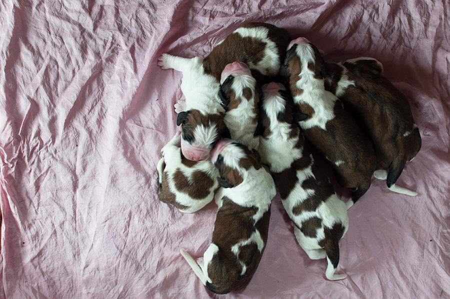 Puppy Pile Photograph by Elizabeth Gray - Fine Art America