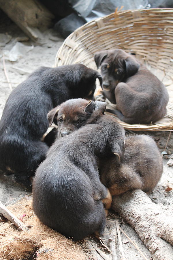 Puppy Pile, Somewhere near Rishikesh Photograph by Jennifer Mazzucco