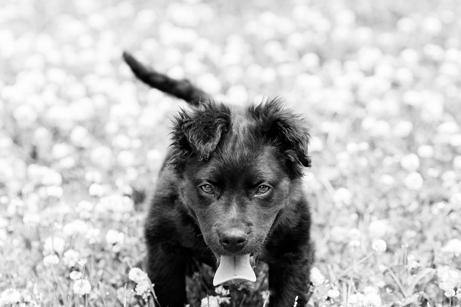 Puppy Play Photograph by Metaphor Photo