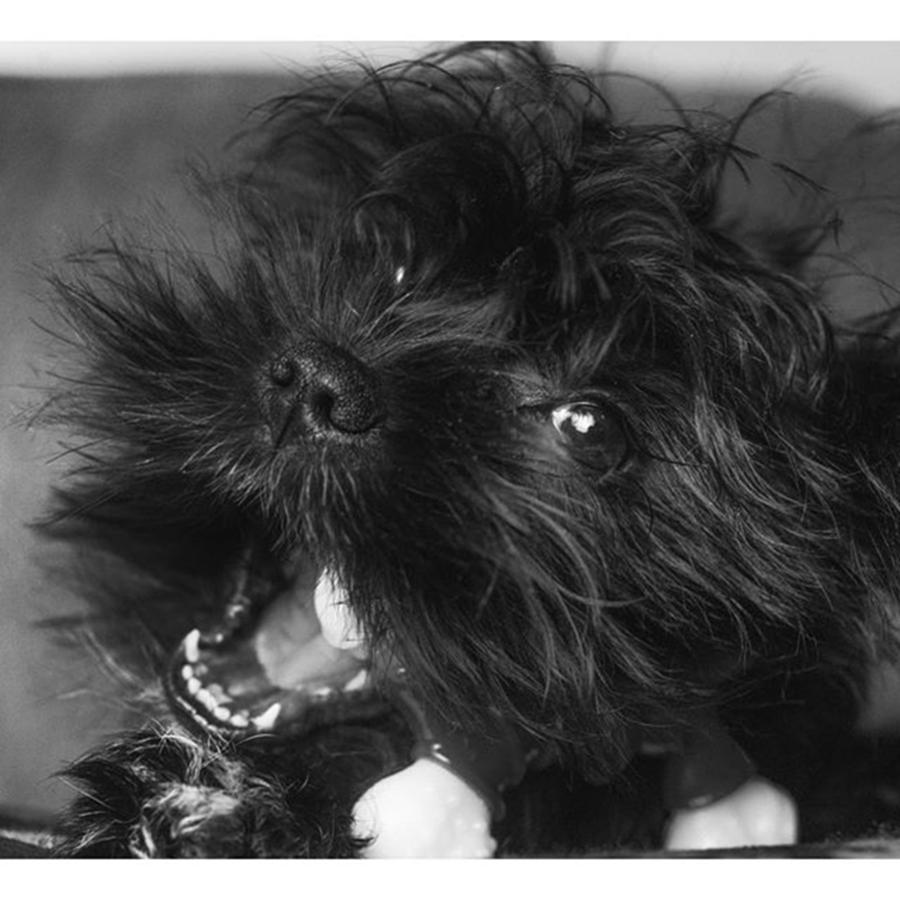 Dog Photograph - #puppy #pupylove #puppiesofinstagram by David Haskett II