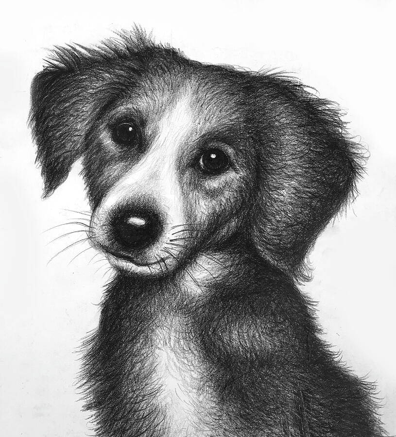 Puppy Drawing by Robert Korhonen - Fine Art America