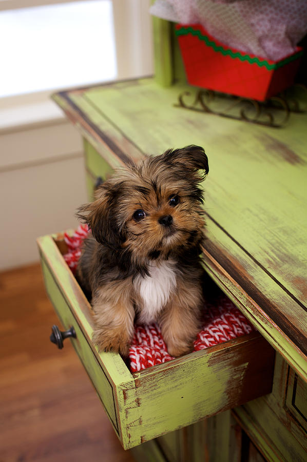 Animal Photograph - Puppy Sitting In Desk Drawer by Gillham Studios