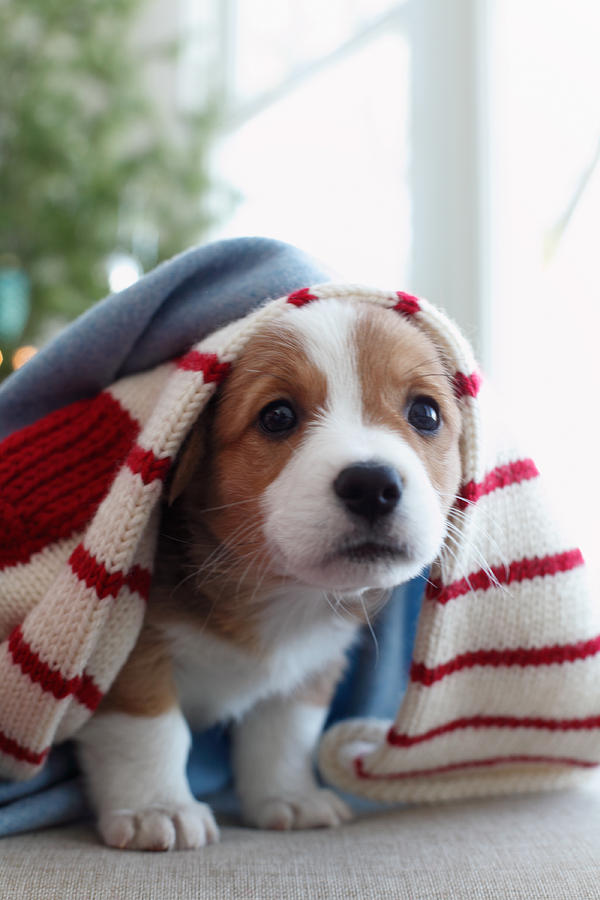 Animal Photograph - Puppy Sitting Under Blanket by Gillham Studios