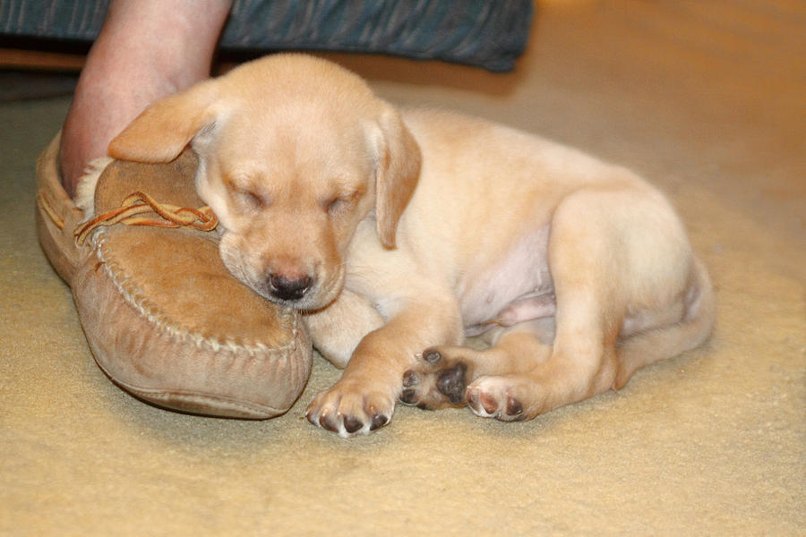 Puppy Sleeping on Daddys Foot Photograph by Linda Phelps