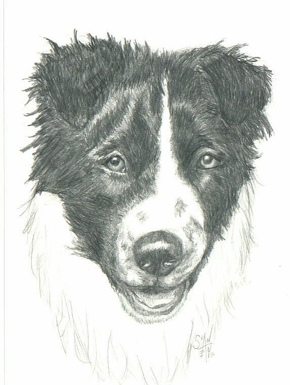 Puppy Tuff Drawing by Sue Ann Thornton Fine Art America