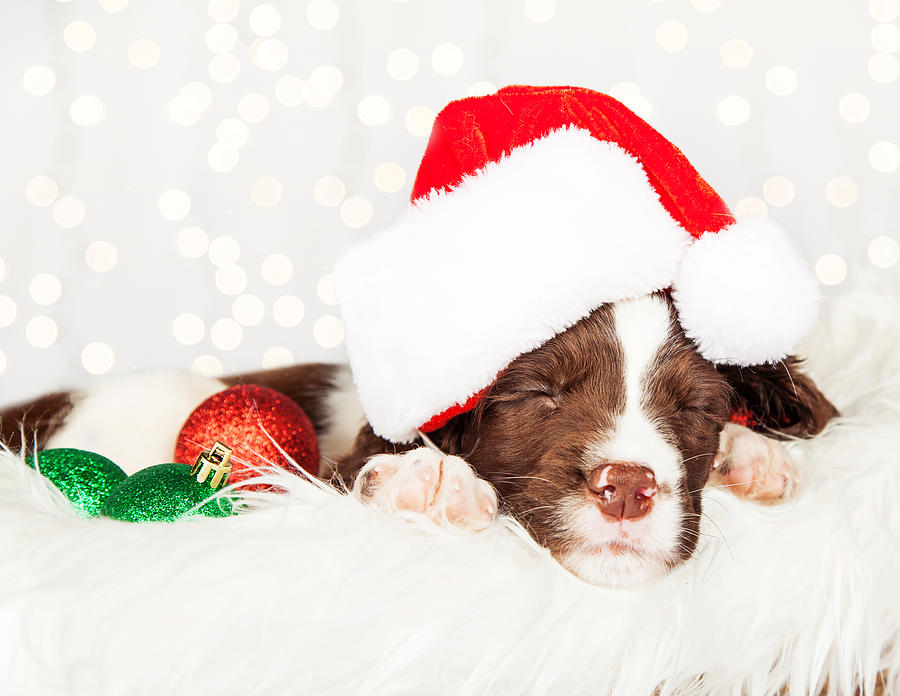 Christmas Photograph - Puppy Wearing Santa Hat While Napping On Fur At Home by Good Focused