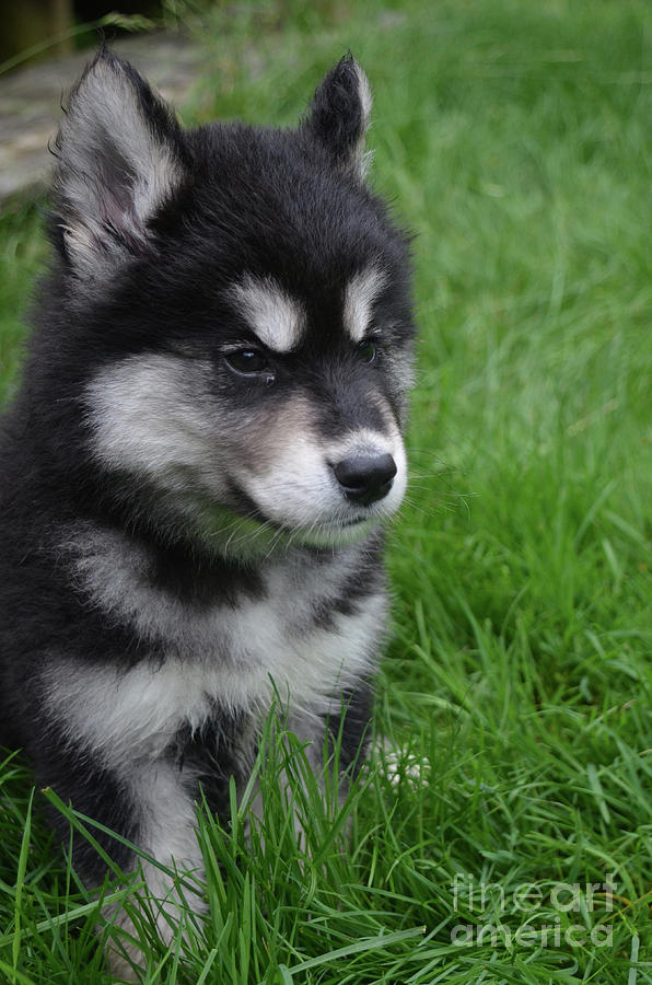 Puppy with Distinctive Black and White Markings in Grass Photograph by DejaVu Designs