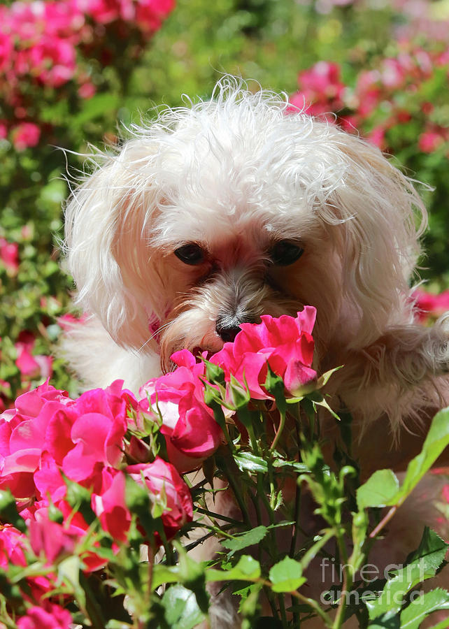 Puppy with Roses Photograph by Carol Groenen