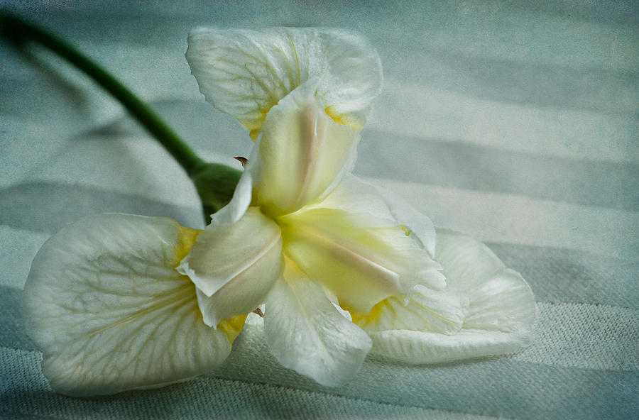 Iris Photograph - Pure and Simple Pleasures by Maggie Terlecki