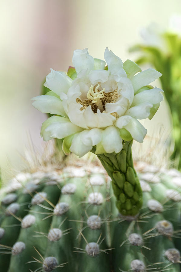 Pure Beauty of the Saguaro  Photograph by Saija Lehtonen