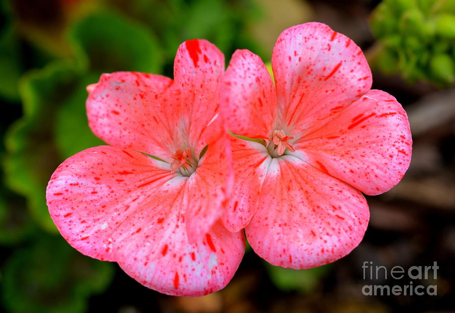 Flower Photograph - Pure Candy by Lew Davis