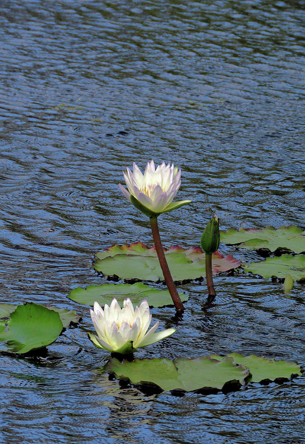 Pure Cream Water Lilies Photograph by Rosalie Scanlon