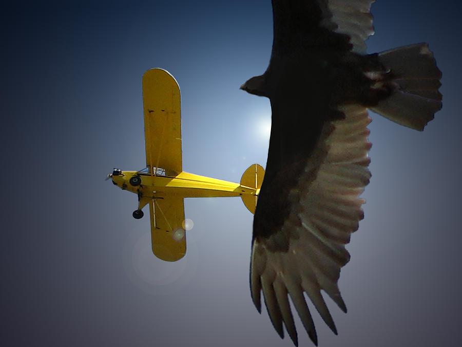 Pure Flight Photograph by Curtis Chapline