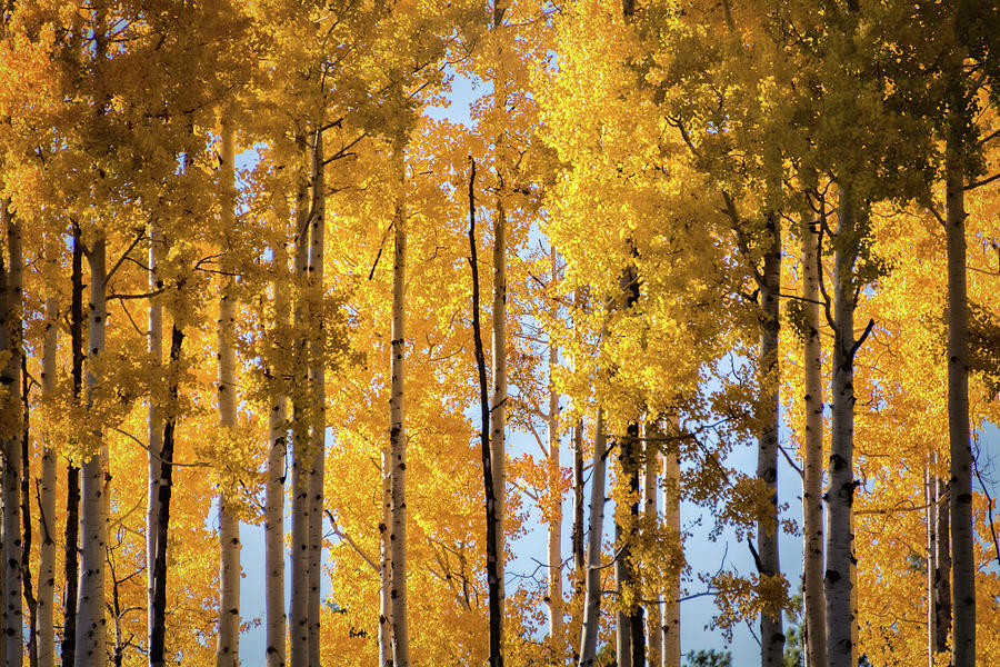 Pure Golden Tree Tops  Photograph by Saija Lehtonen