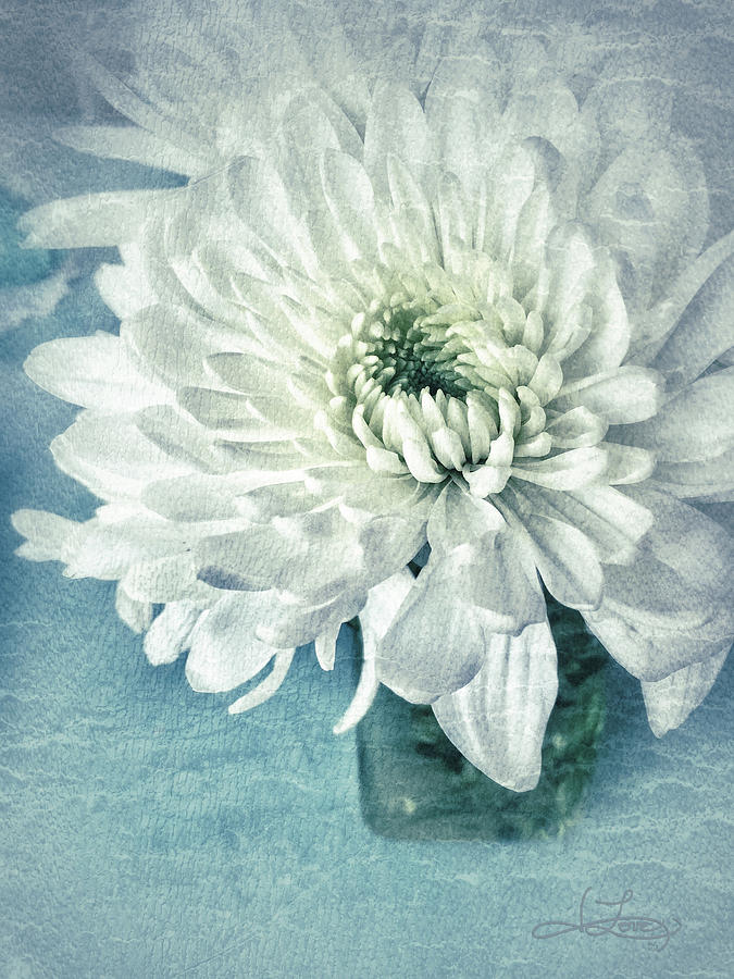 Chrysanthemum Joy Photograph by Jill Love