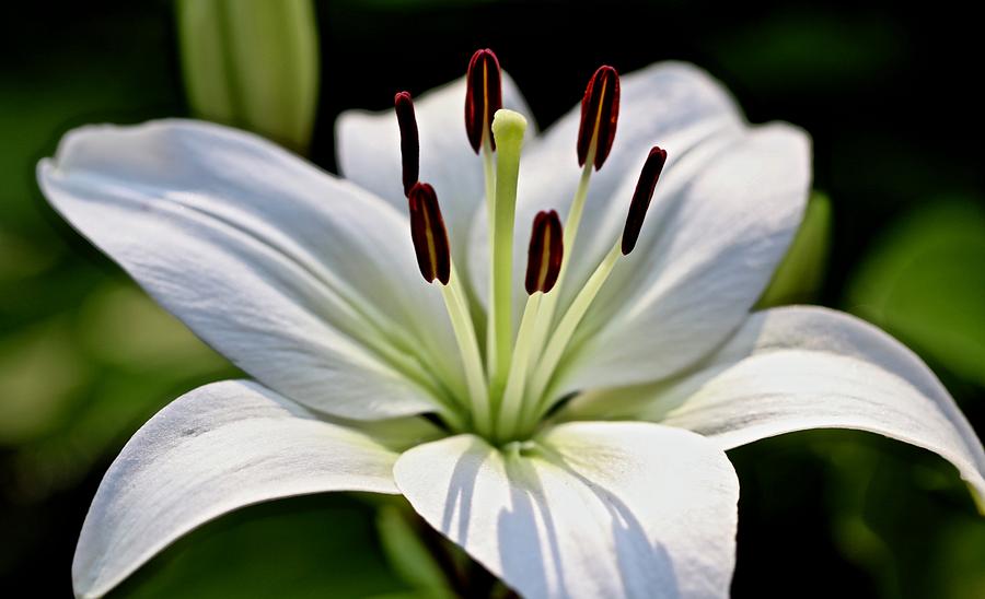 Pure lily Photograph by Bill Zajac - Fine Art America