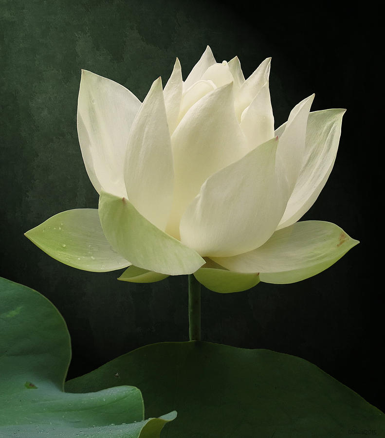 Pure Lotus Photograph by Deborah Smith