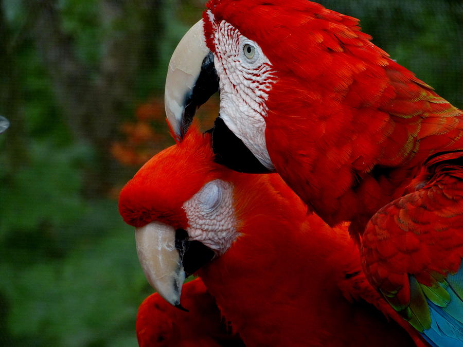 Macaw Photograph - Pure Love by Ines Ganteaume