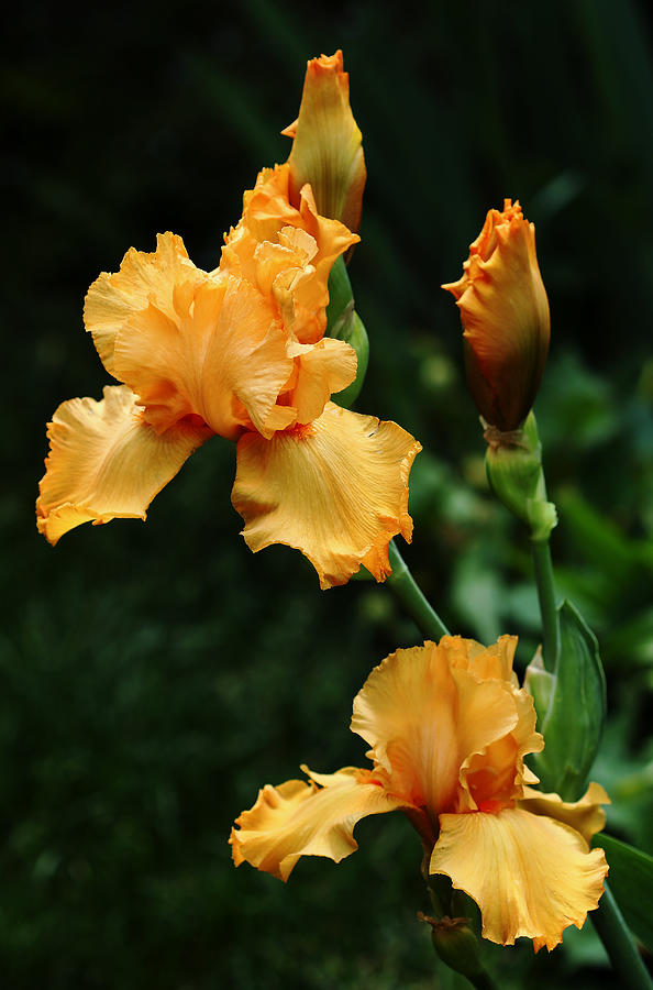 Pure Orange Iris Photograph by Debbie Oppermann