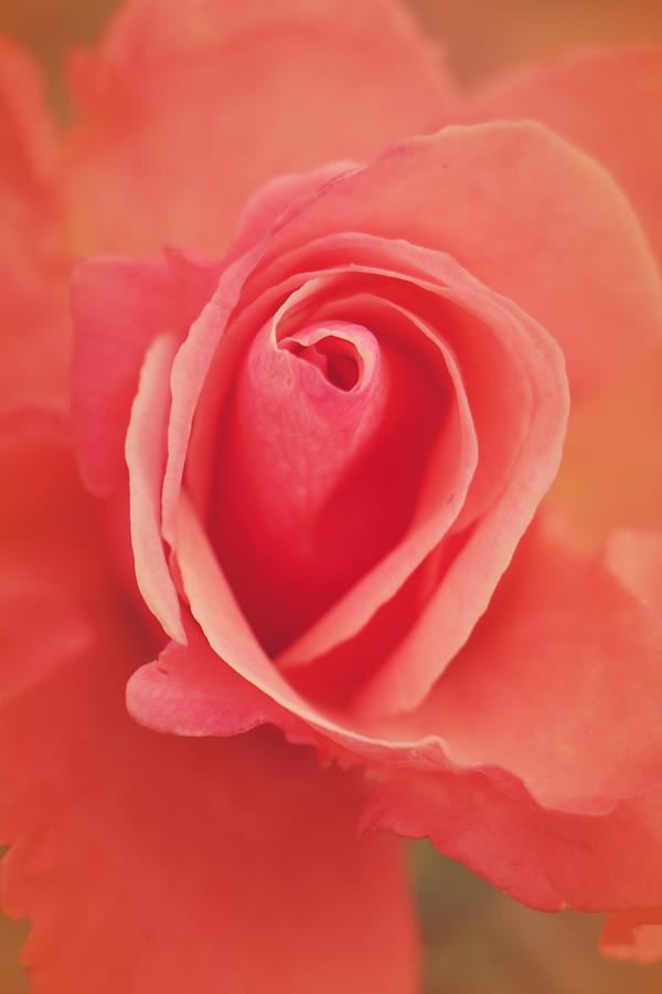 Pure Passion Rose Photograph by The Art Of Marilyn Ridoutt-Greene