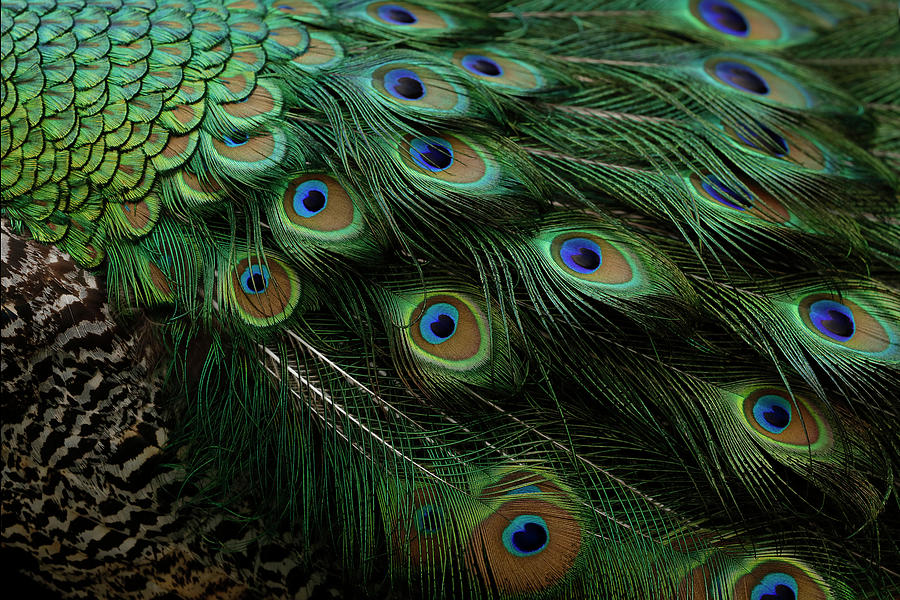 Pure Peacock Photograph by Michael J Samuels