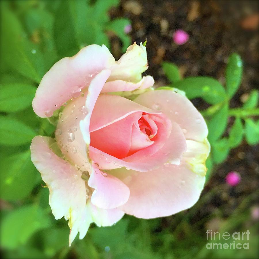 Pure pink rose Photograph by Wonju Hulse