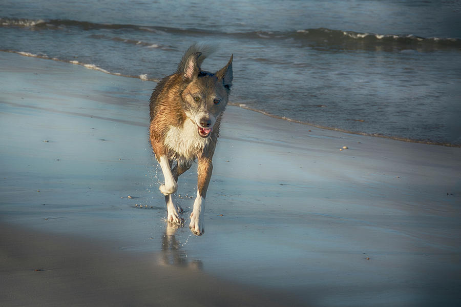 Pure Pleasure - Dog on the Beach Photograph by Mitch Spence