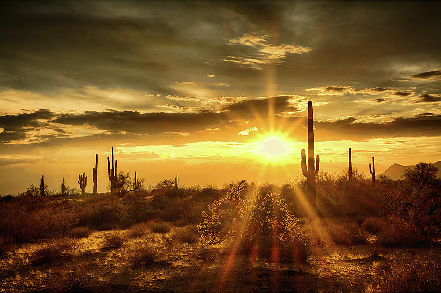 Sunset Photograph - Pure Sonoran Gold  by Saija Lehtonen