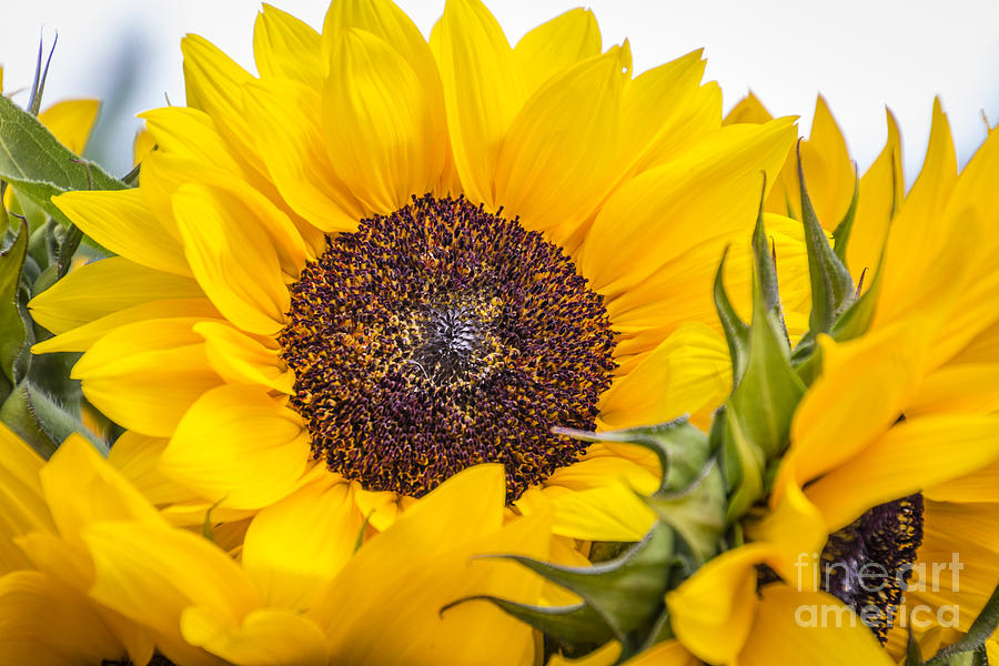Pure Sunflower  Photograph by Joann Long