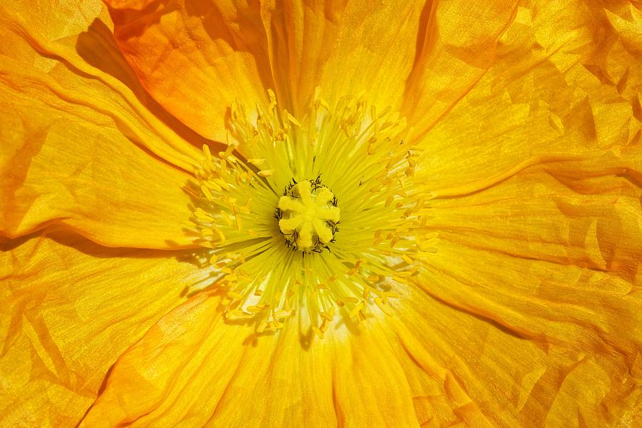Pure Sunshine - Poppy Photograph by KJ Swan