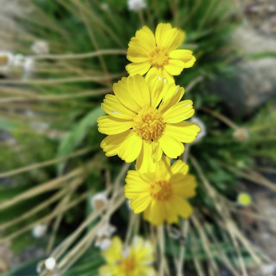 Flower Photograph - Pure Sunshine by Sarah Marie