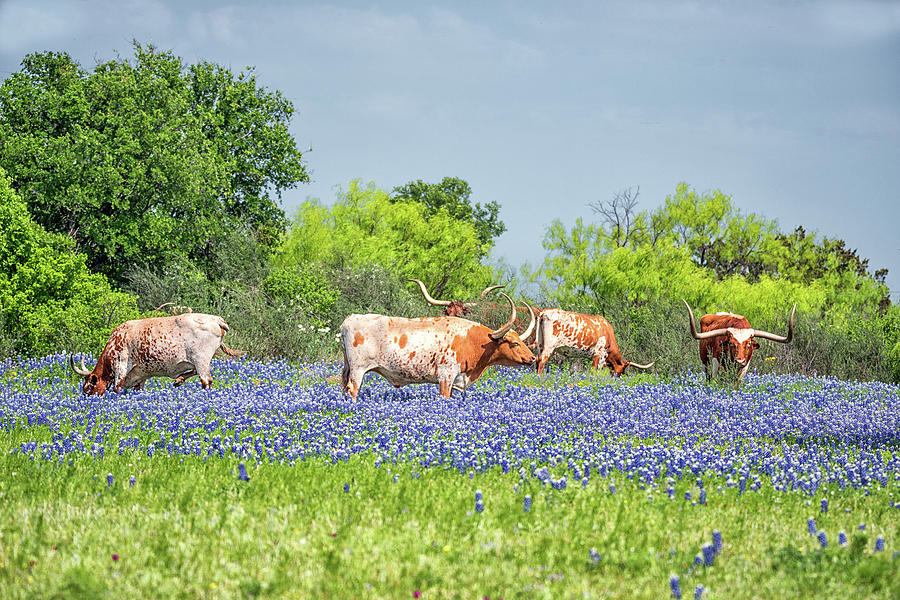 Pure Texas Photograph by Victor Culpepper
